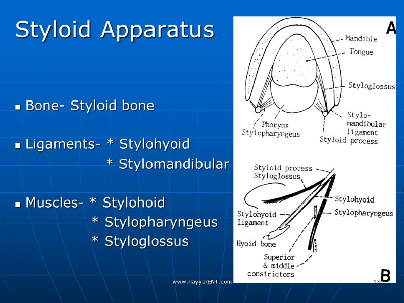 Styloid Apparatus    Bone- Styloid bone   Ligaments- * Stylohyoid 